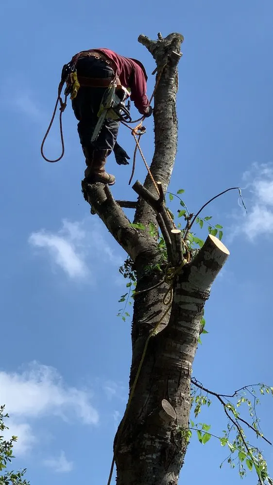 Professional lighting installation in ,  by ABC Home & Commercial Services