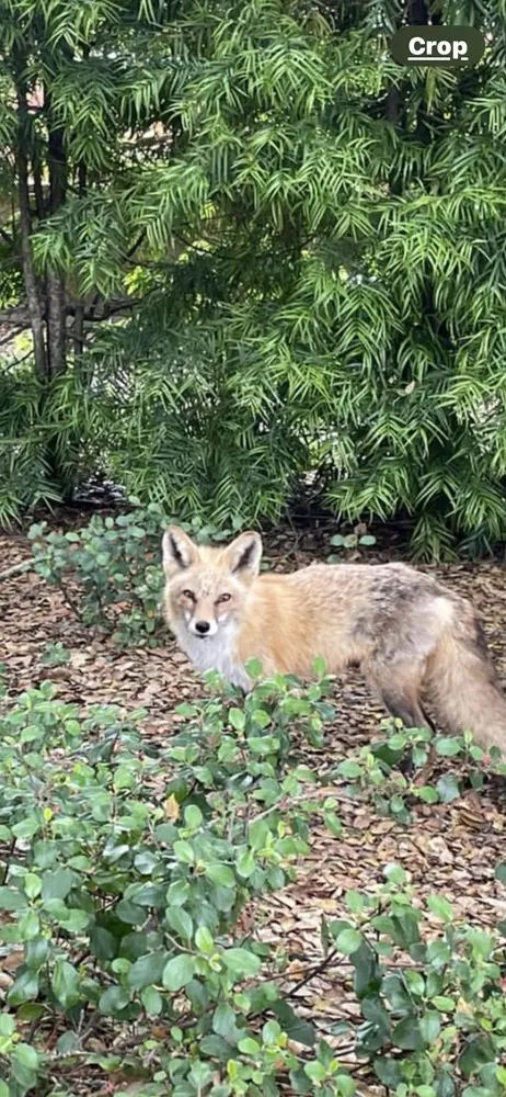 Slide of Acme Detection