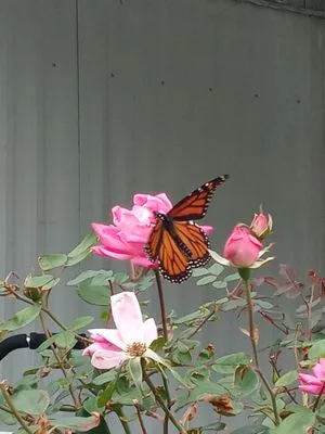 All Good Solutions Logo