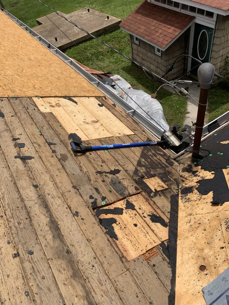 Slide of American Carpenter