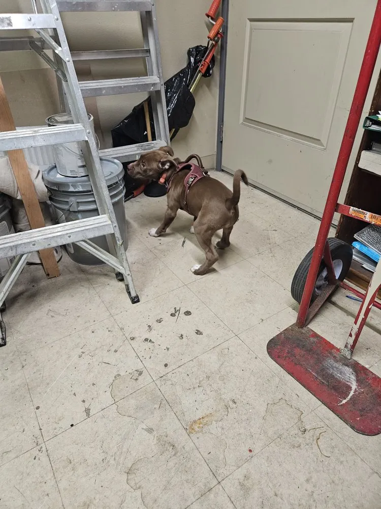 Slide of Amilli Handyman Services