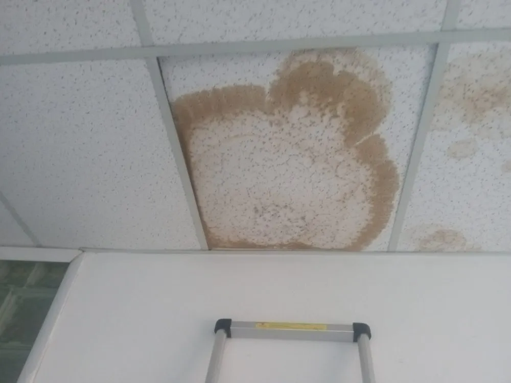 Slide of Avery's Preservation