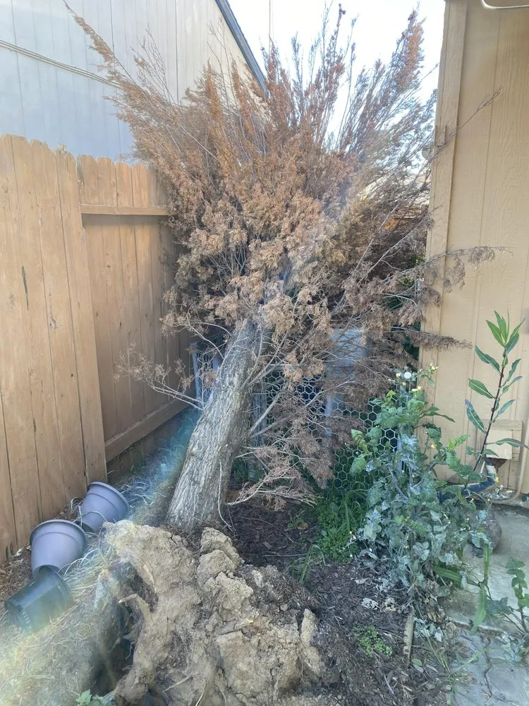 Slide of AV's Handyman Tan