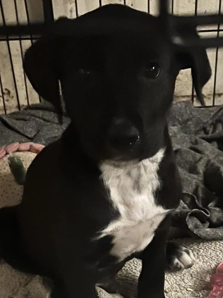 Slide of Baraca's Electric