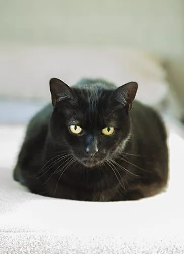 Slide of BBC Construction