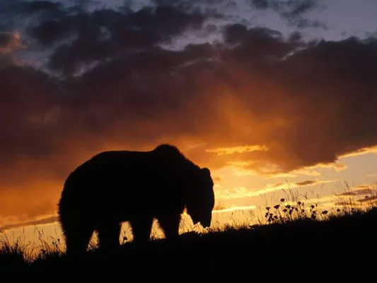 Bear Creek Electrical Logo