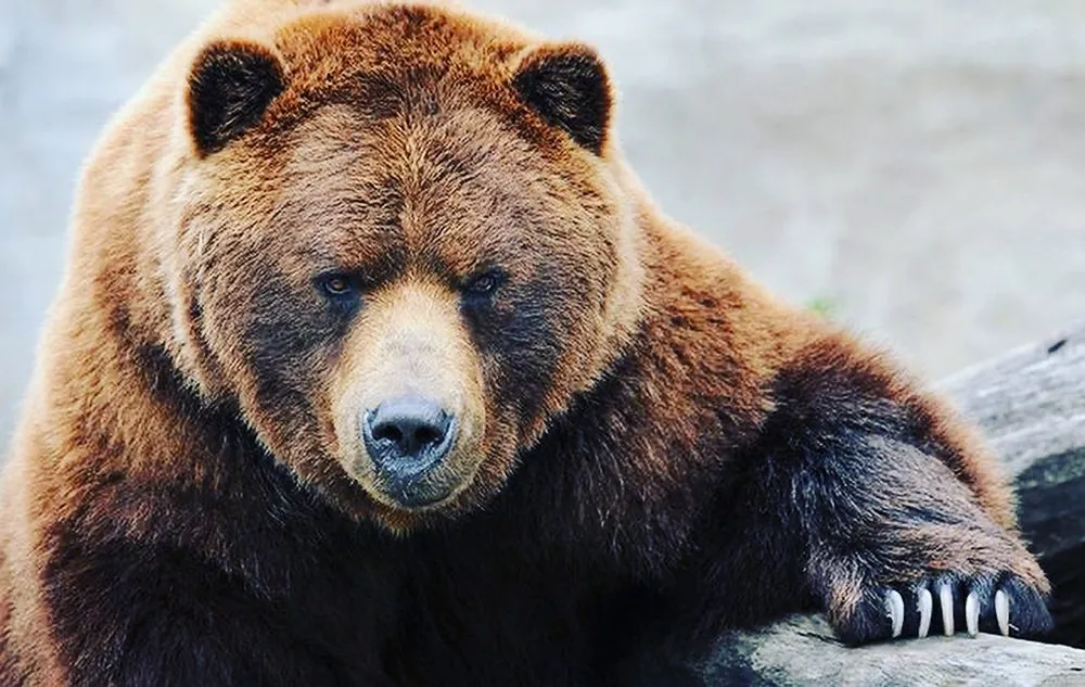 Slide of Bear Electric