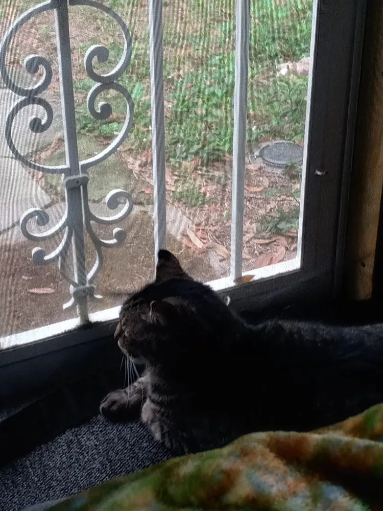 Emergency emergency electrical service service in St. Petersburg, FL - Bears Repairs