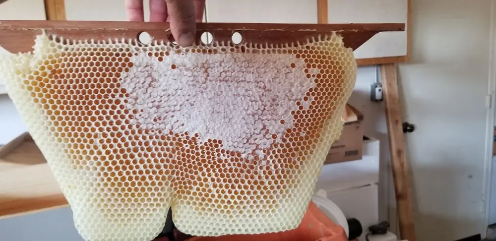 Slide of Bee Daly Electric