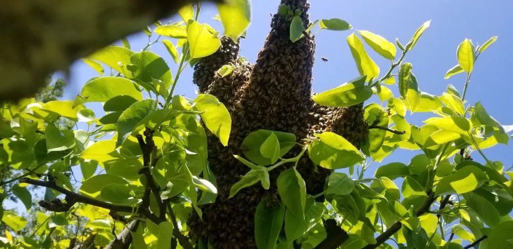 Slide of Bee Daly Electric