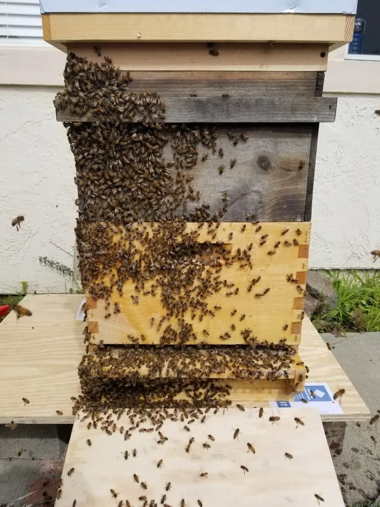 Professional panel upgrade experts serving ,  - Bee Daly Electric