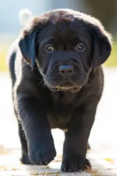 Slide of Black Dog Electric