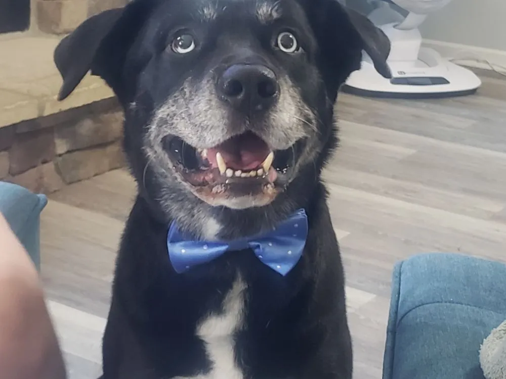 Slide of Black Lab Electric