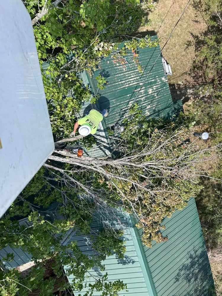 Slide of Black River Tree & Power