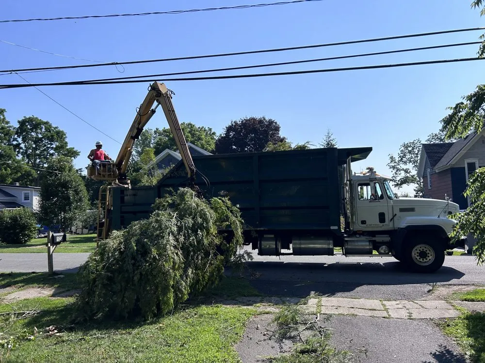 Slide of Black River Tree & Power