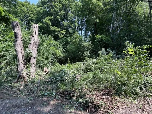 Black River Tree & Power