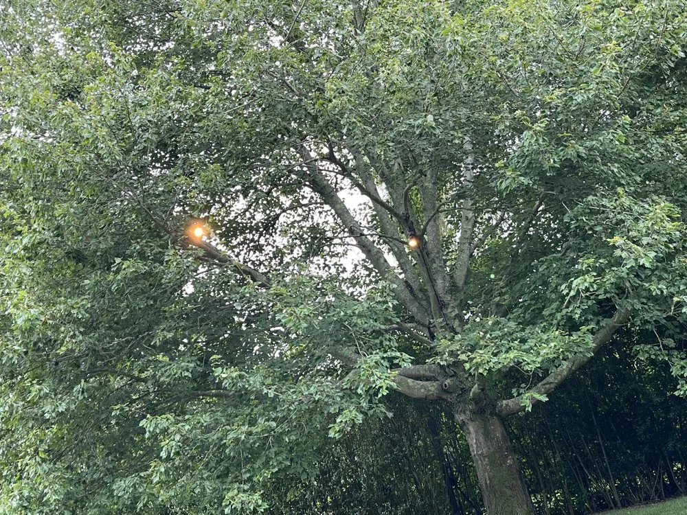 Slide of Bonilla Electric