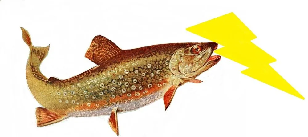 Slide of Brook Trout Electric