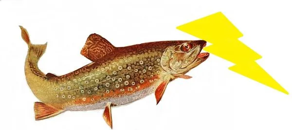 Brook Trout Electric
