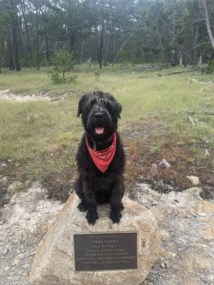 Slide of Bungalow Electric