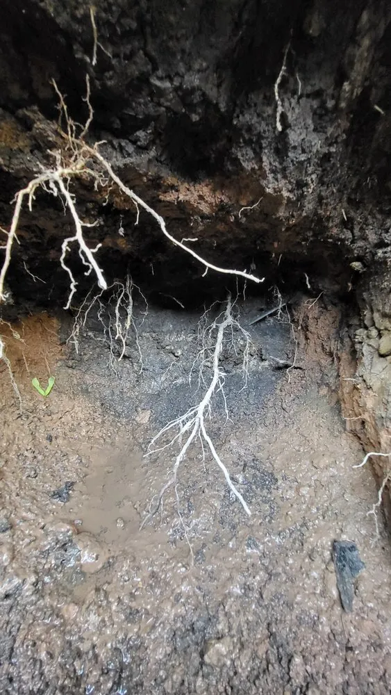 Slide of Button Up Service