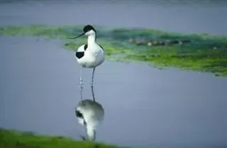 Slide of California Electrical Experts