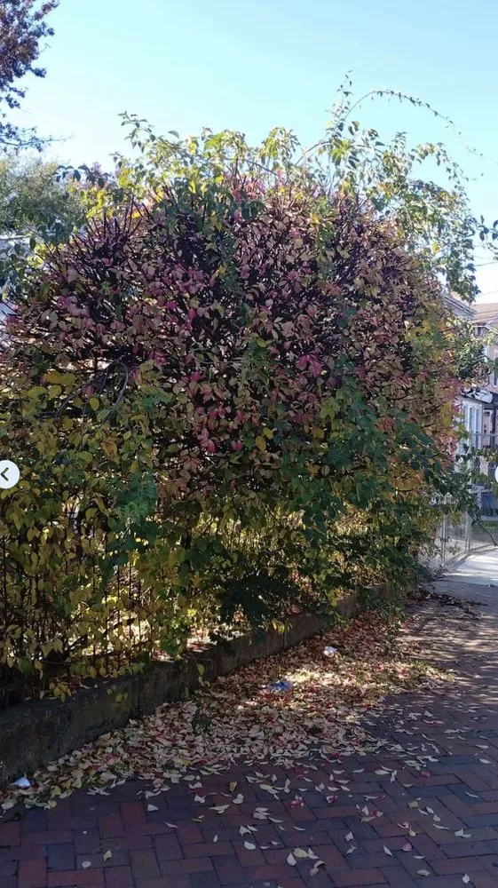 Certified lighting installation service in Pennsauken Township, NJ - Carlos Landscaping & Handyman