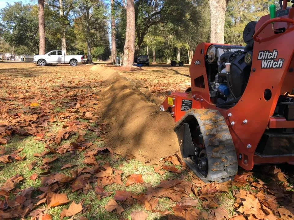 Slide of Catahoula Electric