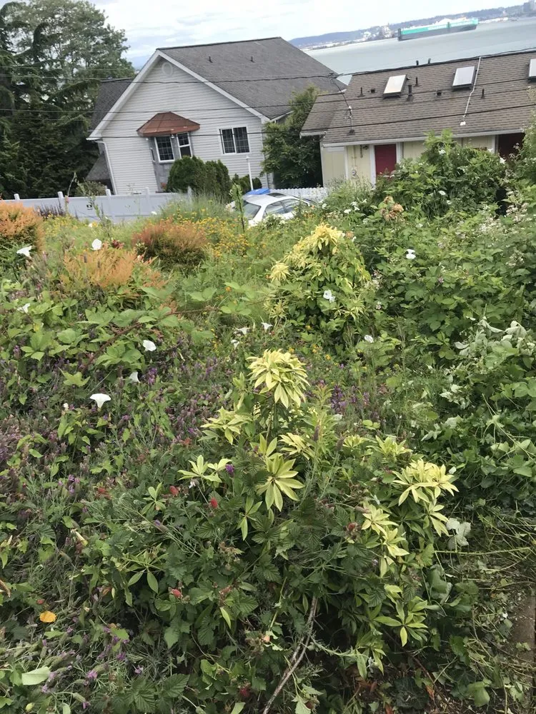 Slide of Cline & Maib