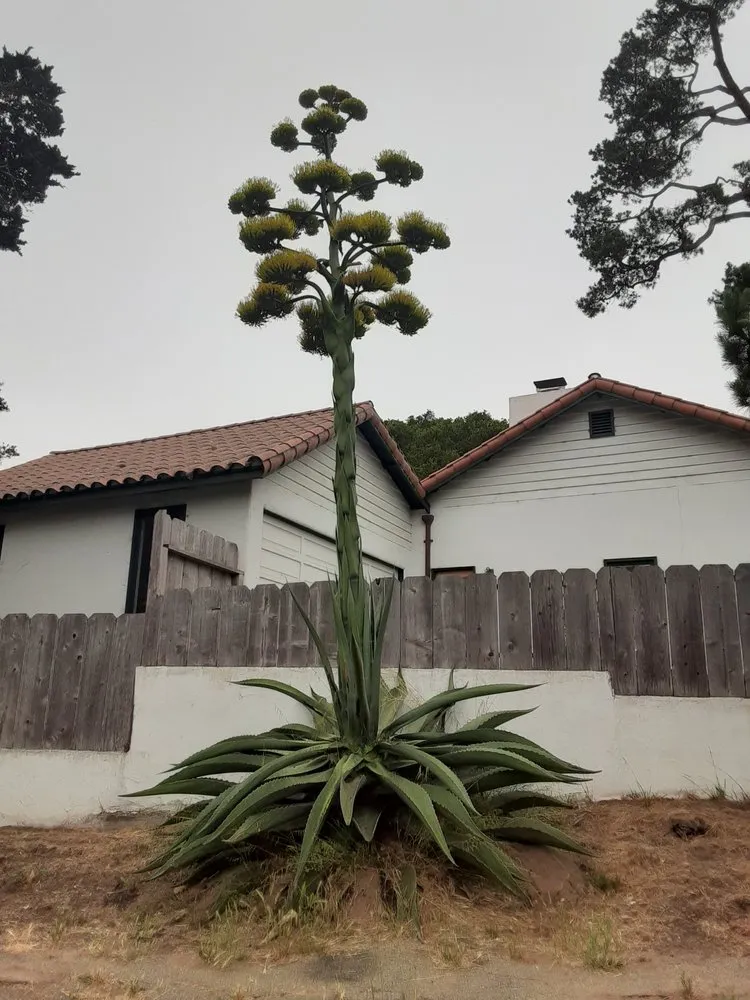 Slide of Connected Electric