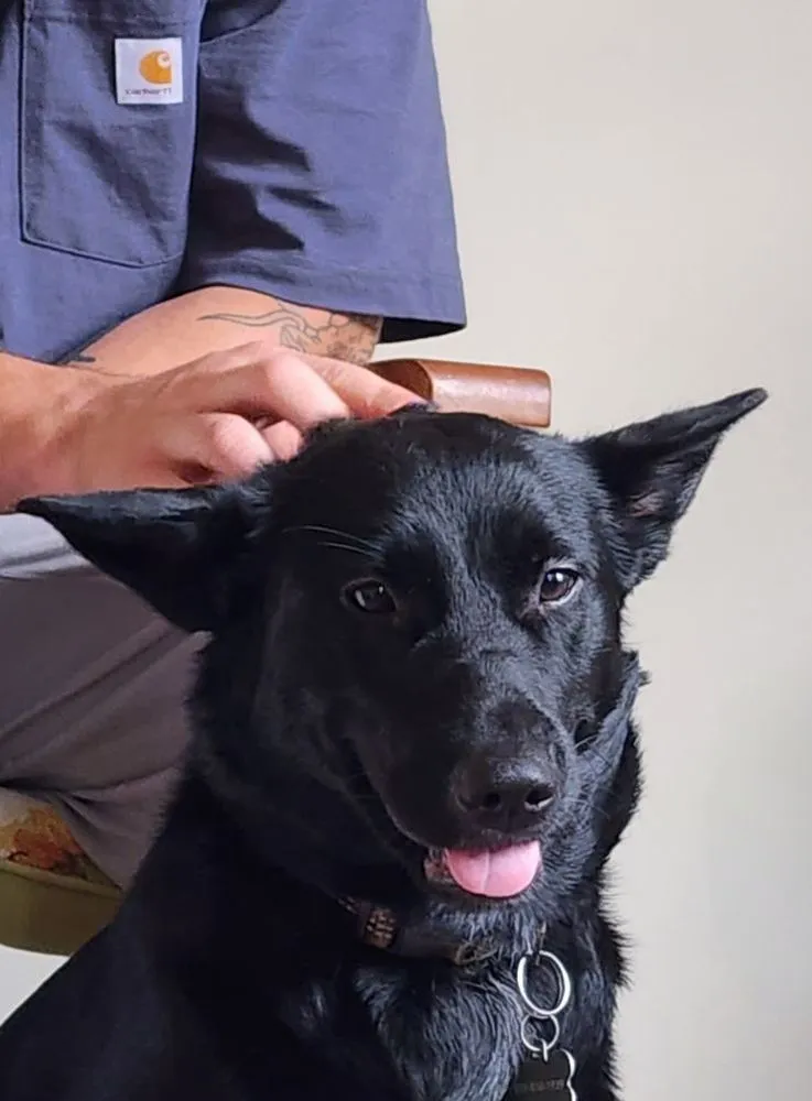 Slide of Cow Dog Electric