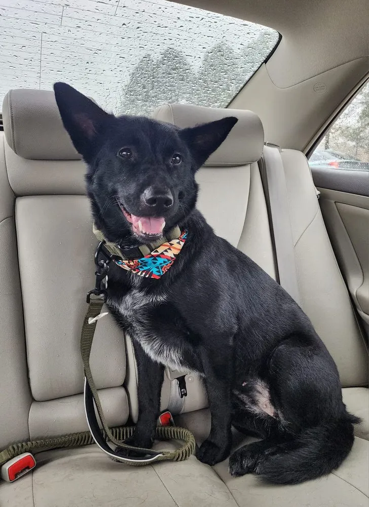 Slide of Cow Dog Electric