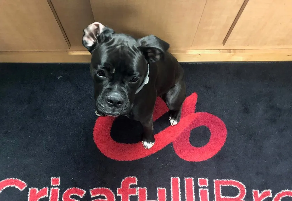 Affordable electrical service for homes in electrical repair,  by 