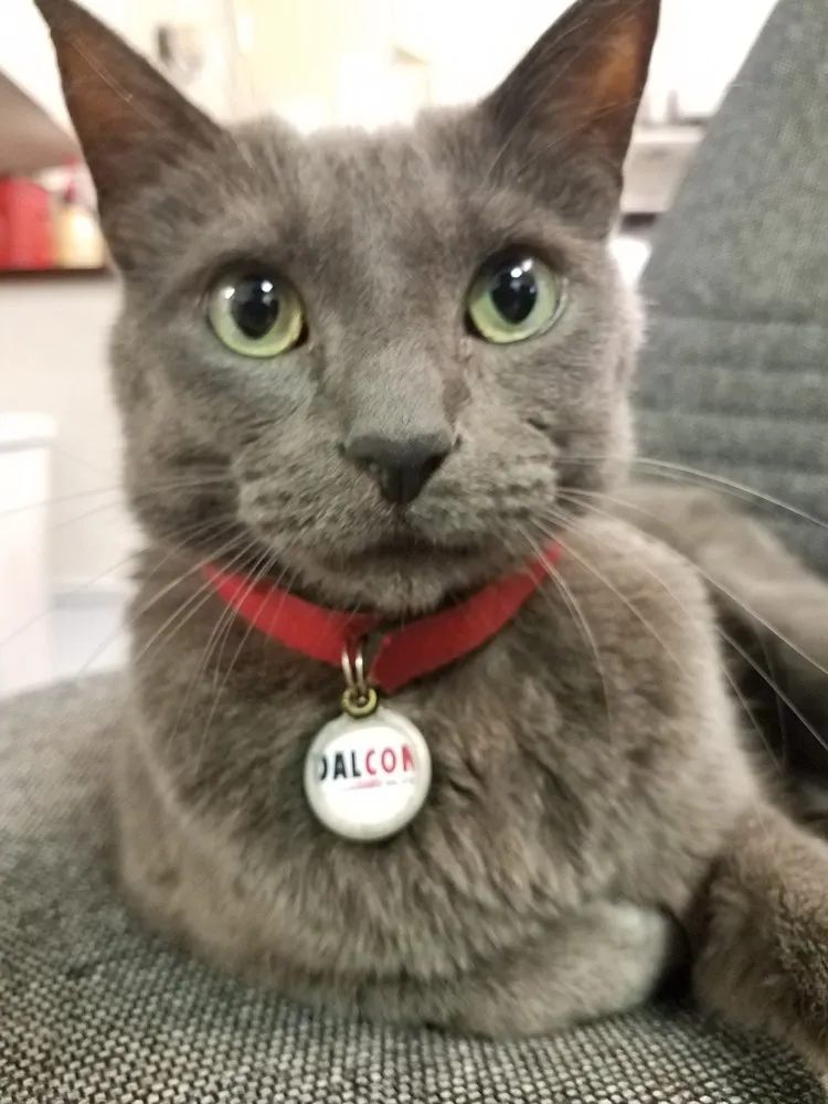 Slide of Dalcon Electric