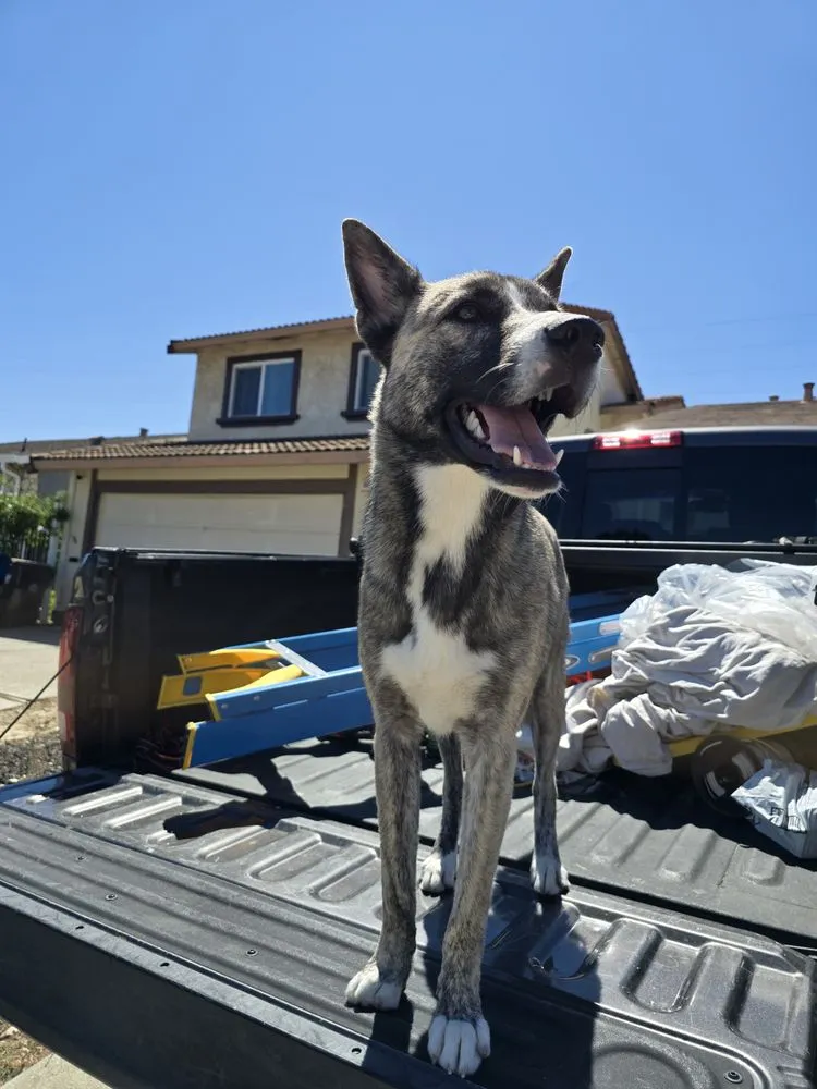 Slide of Diamond Dog Electric