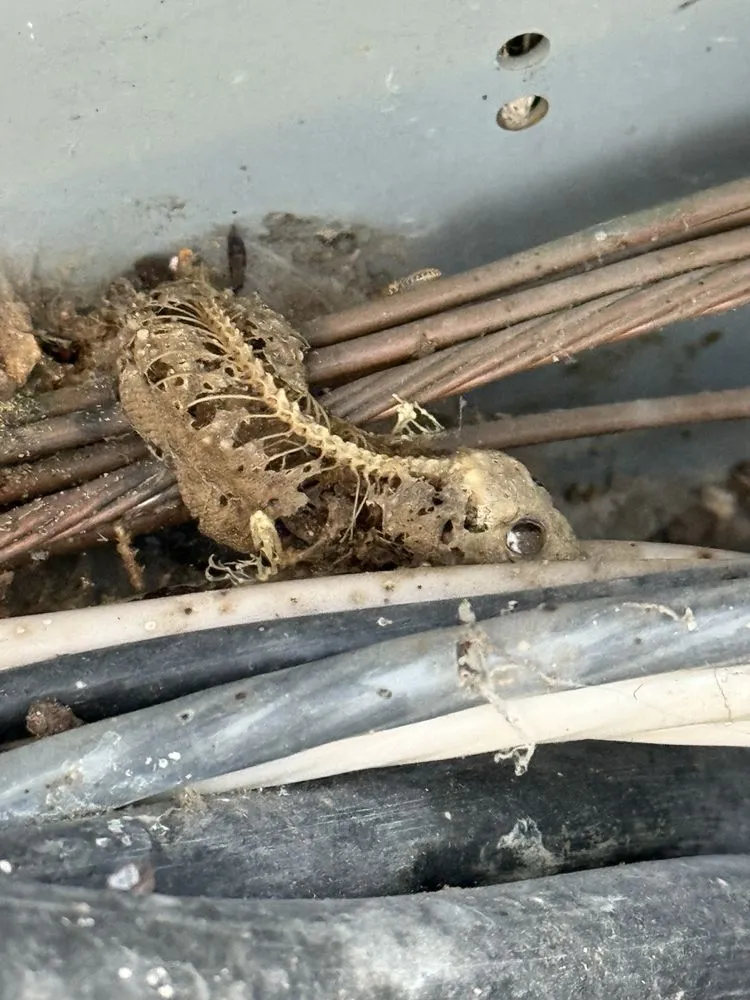 Slide of Dynamic Electrical Service