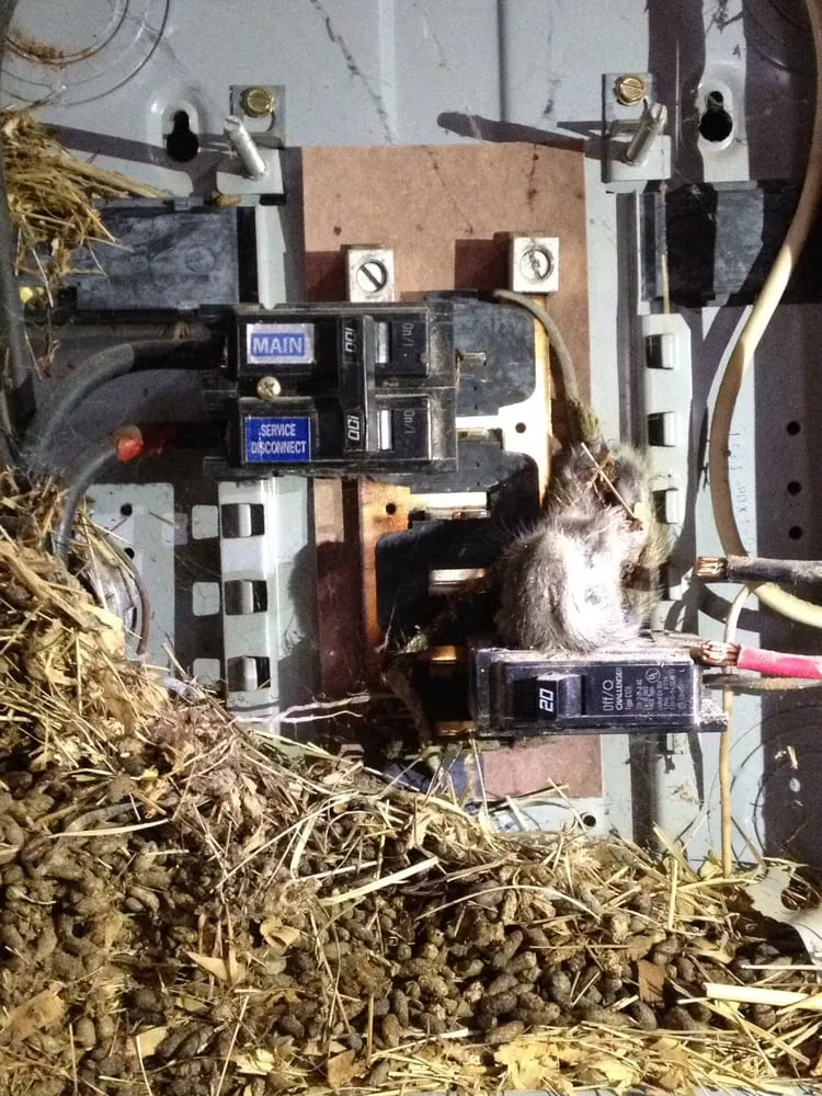 Slide of Echeverria Bros Electric