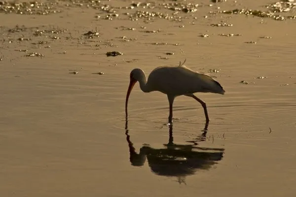 Reliable panel upgrade experts serving ,  - Electrical Elites