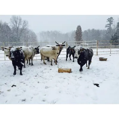 Elite Electric Contractors