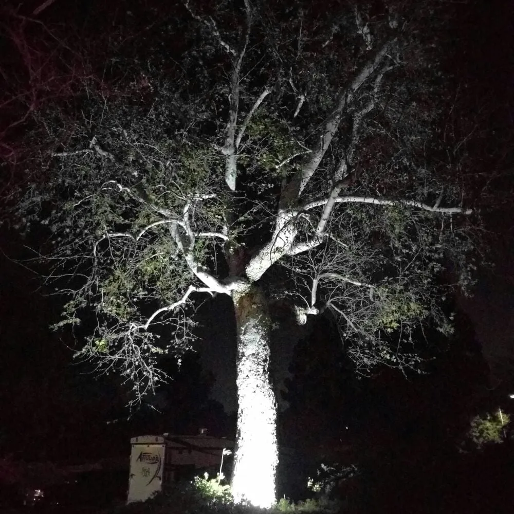 Slide of Evans Low Voltage