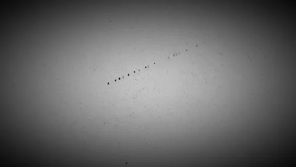 Exquisite Electrical Logo