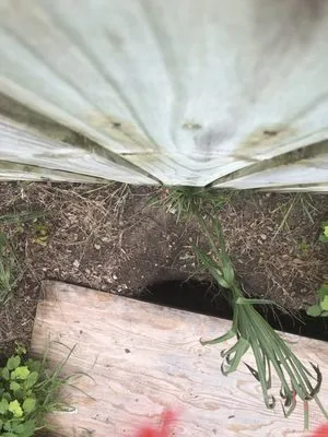 Florida Power & Light Logo