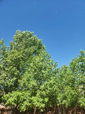 FM Expert Services Logo