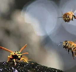 Slide of Four Seasons Electric