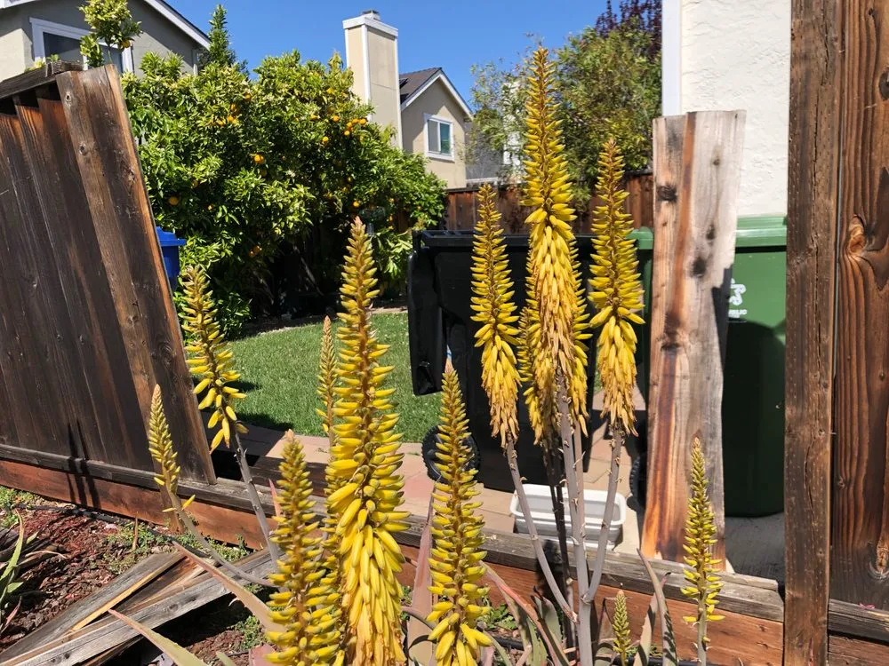 Slide of Fred's Handyman Services of the East Bay