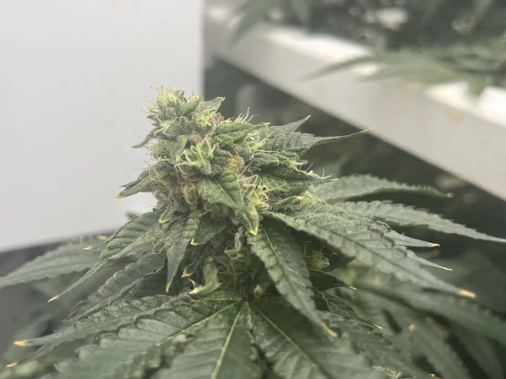 Slide of GMB Contracting