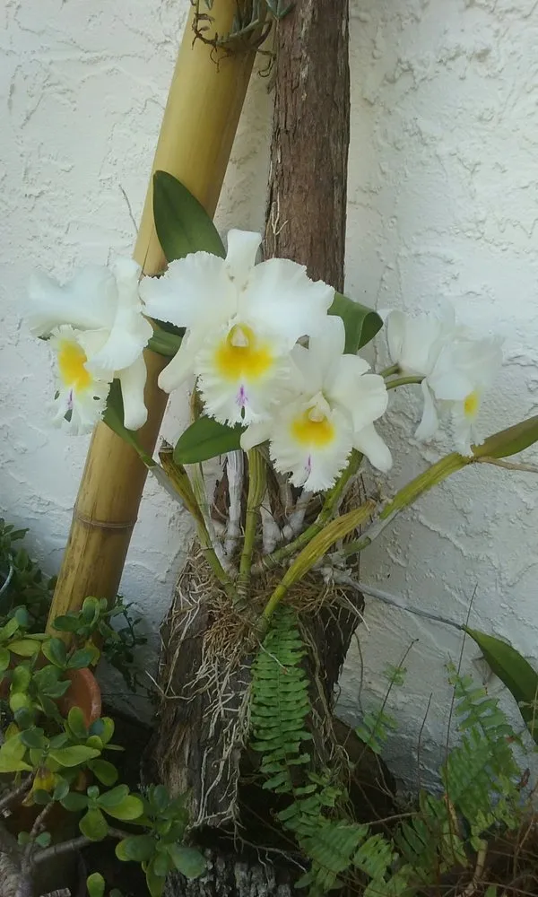 Slide of Golden Gate Electric