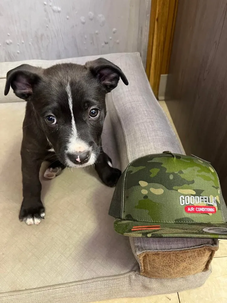 Licensed electrician providing panel upgrade in , 