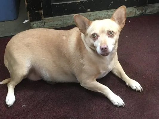 Greeley Electric Repair