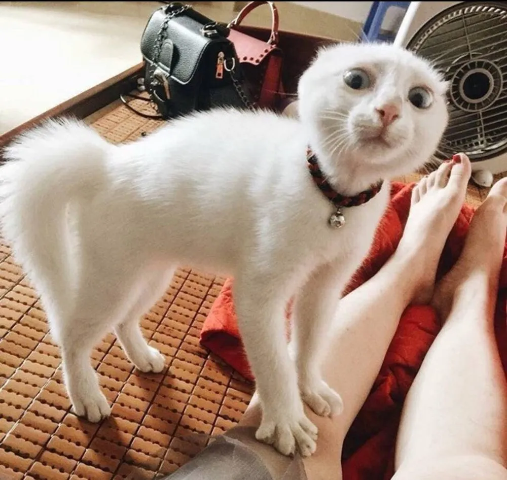 Slide of Grounded I G